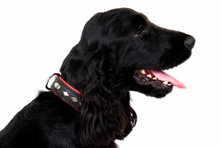 SMYCZ POJEDYNCZA EXCLUSIVE EN Single leash DE Hundeleine, einzeln RU Поводок одинарный IT Guinzaglio singolo RĄCZKA DO OBROŻY EXCLUSIVE EN Collar handle DE Halsbandgriff RU Ручка для ошейника IT