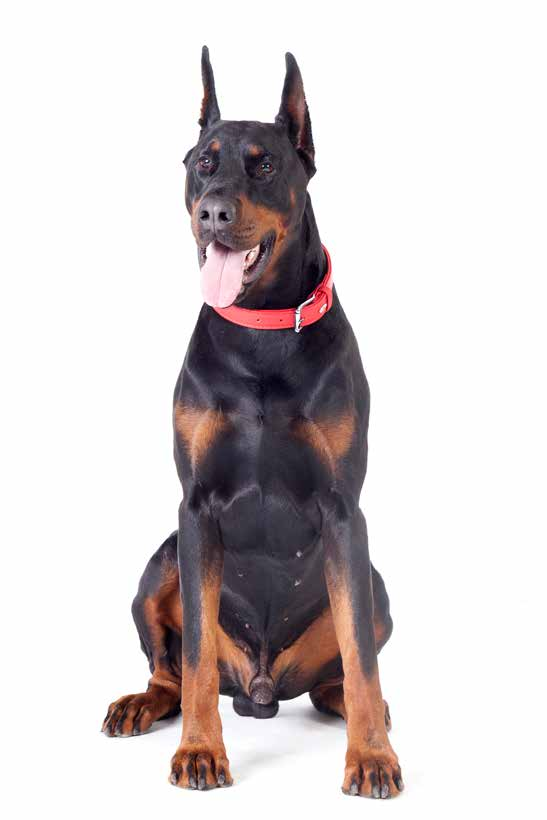 OBROŻA ROYAL EN Collar DE Halsband RU Ошейник IT Collare 3,0 x 50 cm (33-38 cm) 13800 13801 13802 3,0 x 55 cm (38-44 cm) 13803 13804 13805 3,0 x 60 cm (44-50 cm) 13806 13807 13808 3,0 x 65 cm (47-53