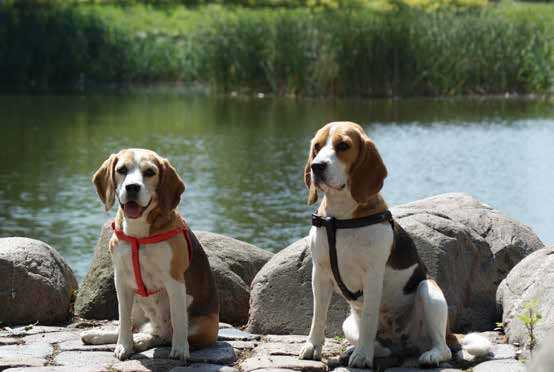 SMYCZ POJEDYNCZA BASIC EN Single leash DE Hundeleine, einzeln RU Поводок одинарный IT Guinzaglio singolo KOMPLET SZELKI + SMYCZ BASIC EN Set: leash + harness DE Satz - Hundeleine + Geschirr RU