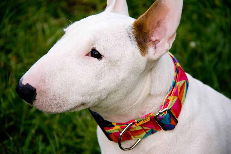 OBROŻA AMERICA EN Collar DE Halsband RU Ошейник IT Collare SMYCZ POJEDYNCZA AMERICA EN Single leash DE Hundeleine, einzeln RU Поводок одинарный IT Guinzaglio singolo Nevada Alabama Kolorado 15503