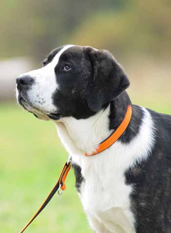 OBROŻA ENERGY EN Collar DE Halsband RU Ошейник IT Collare OBROŻA EXTRA ENERGY EN EXTRA collar DE Halsband EXTRA RU Ошейник «ЭКСТРА» IT Collare EXTRA 2,0 x 50 cm (37-45 cm) 2,0 x 55 cm (43-51 cm) 2,5