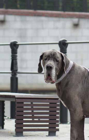 ŁAŃCUCH DO BUDY EN Kennel chain DE Hüttenkette RU Цепь привязочная к будке IT Catena KARABIŃCZYK PROFESJONALNY EN Professional snap-hook DE Profi - Karabinerhaken RU Карабин профессиональный IT
