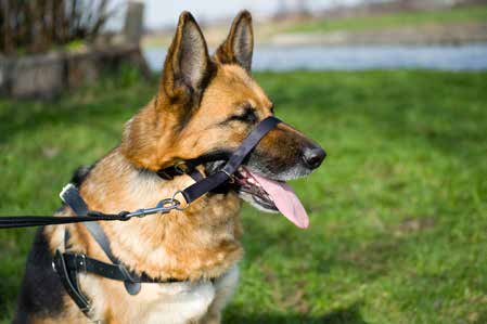KAGANIEC NYLONOWY EN Nylon muzzle DE Nylon-Maulkörbe RU Нейлон морда IT Museruola in nylon KAGANIEC UZDOWY EN Halter DE Halfter RU Уздечный намордник IT Museruola anti-abbaio A A B INDEKS NR TAŚMA