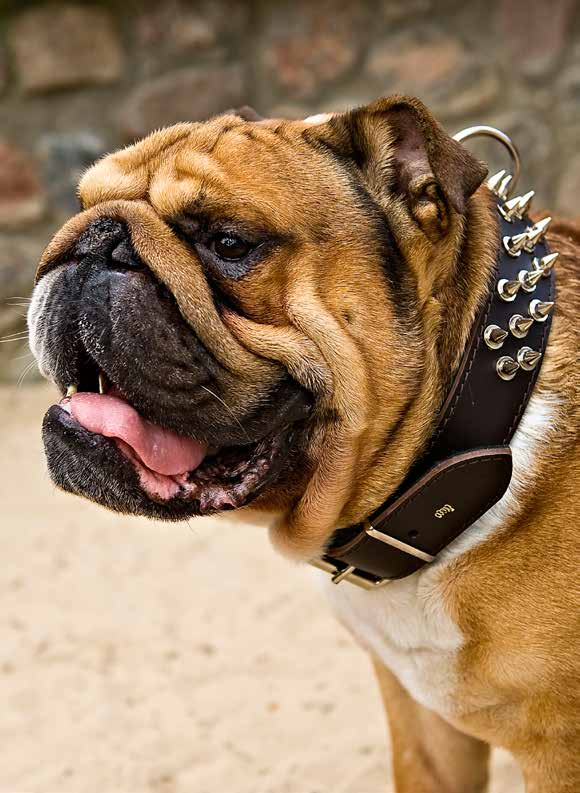 OBROŻA PODSZYTA ZAMSZEM EN Suede-lined collar DE Halsband, gefüttert mit Wildleder RU Ошейник, подшитый замшей IT Collare in pelle foderato scamosciato 3,0 x 55 cm (40-45 cm) 12150 12176 12147 4,0 x