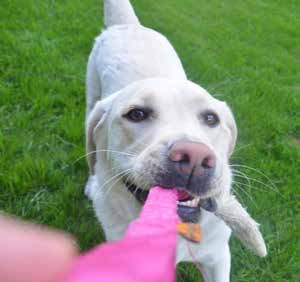 GRYZAK AGILITY EN Teething ring AGILITY DE Beißring AGILITY RU Грызак джутовый AGILITY IT Manicotto Agility GRYZAK BUNGEE Z WEŁNY EN Teething ring bungee wool DE Beißring wolle bungee RU Грызак
