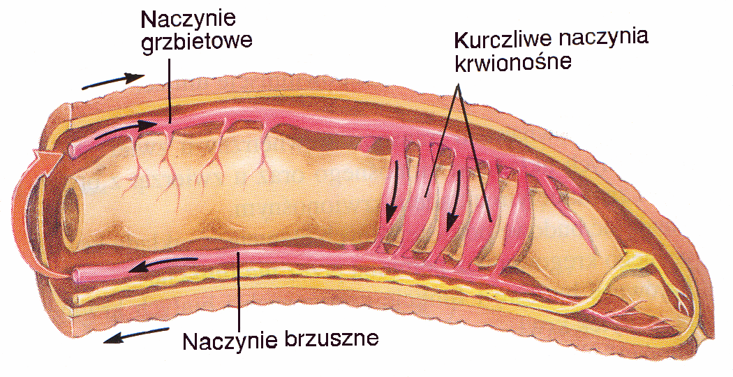 3) Zamknięty układ krwionośny u bezkręgowców. Np. pierścienice i mięczaki Zamknięty układ pierścienic (np. dżdżownica) składa się z 2 głównych naczyń krwionośnych ciągnących się wzdłuż ciała.