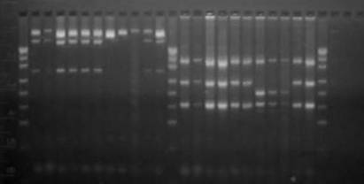 Wykorzystanie regionu IGS fragmentu DNA w technice PCR-RFLP... 341 należące do A. ostoyae, natomiast enzym TaqI wyróżnił 10 prób o wzorze prążkowym odpowiednim dla A. cepistipes (rys. 4).