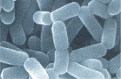 Badanie bakterii probiotycznych Lactobacillus and Bifidobacterium L. acidophilus L. amylovorus L. casei L. crispatus Lactobacillus casei L. gasseri L.