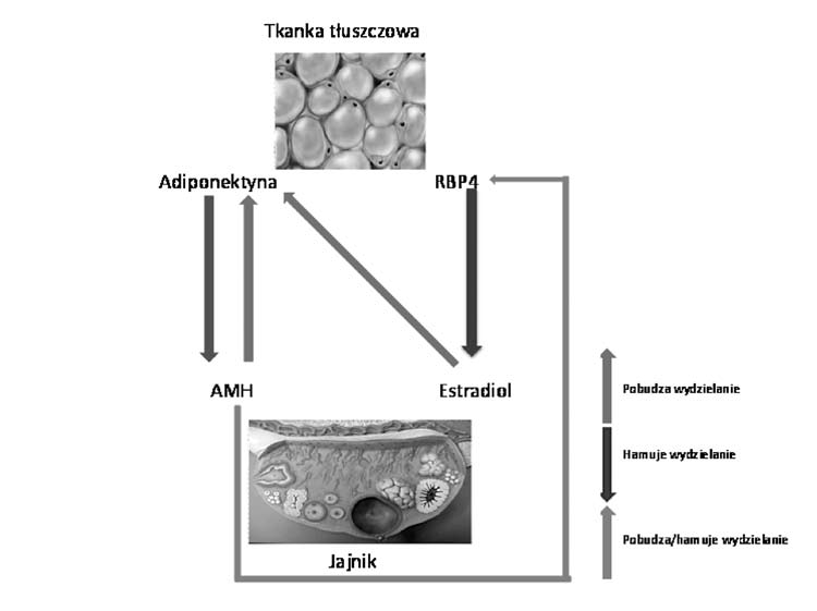 Ginekol Pol. 2011, 82, 205-209 Wikarek T, et al. Rycina 1. Wpływ AMH na hormony tkanki tłuszczowej jajnika.