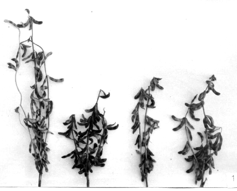 40 Jerzy Nawracała M 2 większe zróżnicowanie, szczególnie terminu dojrzewania roślin. Zjawisko to utrudnia szukanie mutacji wczesnych.