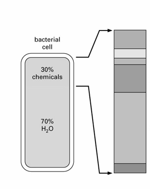 Komórki wykorzystują prawa fizyki i chemii, aby przeŝyć Chemia komórki opiera się na związkach C (związki organiczne) zaleŝy od reakcji przebiegających w środowisku wodnym, wąskim zakresie temperatur