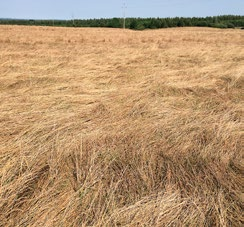 KONTRAKTACJA ZALETY KONTRAKTACJI TRAW rozłożenie prac w gospodarstwie przyśpieszenie żniw lepsze wykorzystanie sprzętu dodatkowy dochód w postaci pasz dobre stanowisko dla roślin następczych umowy