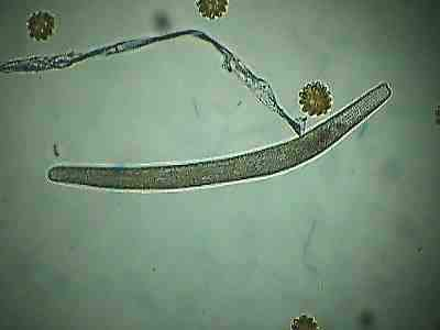 Biotesty Microtox bakterie Vibrio fisheri Spirotox pierwotniak Spirostomum ambiguum Thamnotoxkit F skorupiak Thamnocephalus platyurus Daphtoxkit F