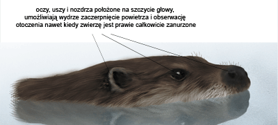 Ochrona przyrody Szeroki pysk wydry posiada liczne, długie włosy czuciowe (wibrysy) które odgrywają istotną rolę podczas polowania, szczególnie kiedy widoczność jest słaba.