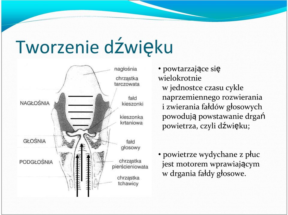 głosowych powodują powstawanie drgań powietrza, czyli dźwięku;