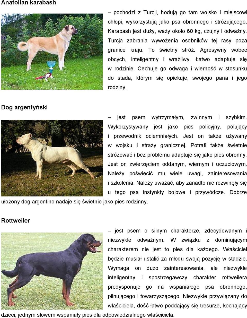 Cechuje go odwaga i wierność w stosunku do stada, którym się opiekuje, swojego pana i jego rodziny. Dog argentyński jest psem wytrzymałym, zwinnym i szybkim.