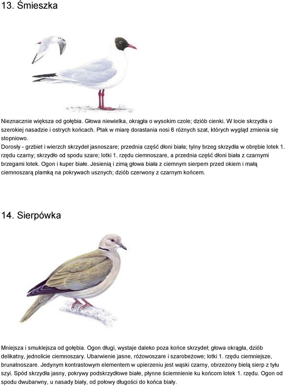 PRZEWODNIK NAJPOPULARNIEJSZYCH 20 PTAKÓW - PDF Free Download