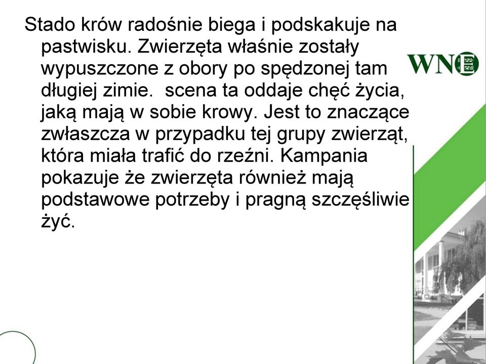 scena ta oddaje chęć życia, jaką mają w sobie krowy.
