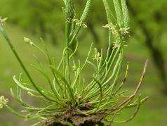 Odporny na herbicydy biotyp babki w tym sadzie Ugór herbicydowy w sadzie leszczynowym Okolice Sandomierza Przymiotno kanadyjskie Znane są biotypy odporne na herbicydy W 61
