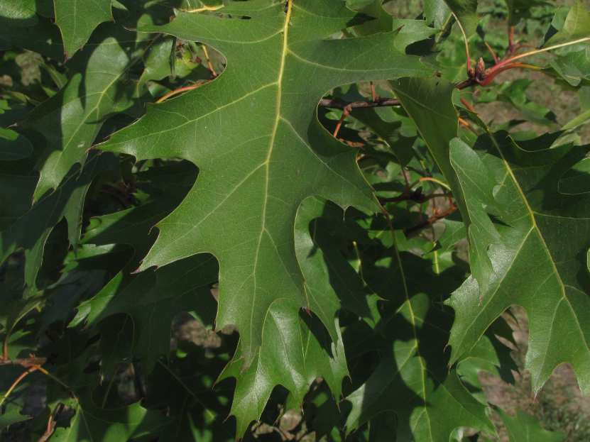 Dąb czerwony Quercusrubra