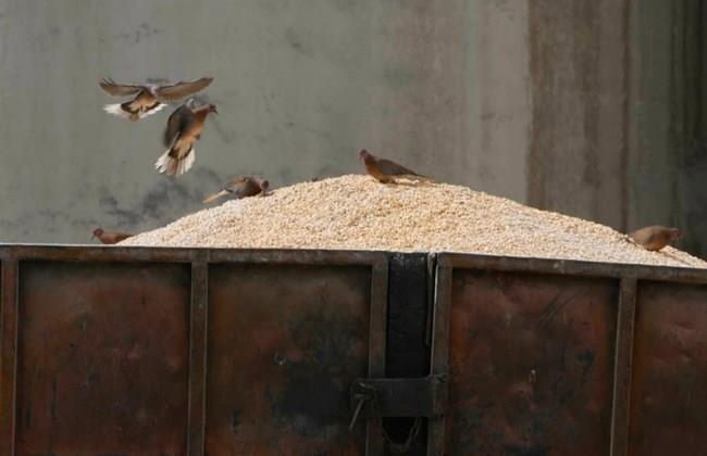 BIOASEKURACJA to nie tylko mata dezynfekcyjna i utrzymywanie ptaków w zamknięciu!