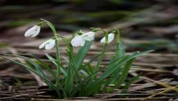Rannik zimowy Ze wszystkich geofitów( roślin wczesnowiosennych) zakwita najszybciej Następnie pojawiają się lepiężniki. Lepiężnik biały i lepiężnik różowy.