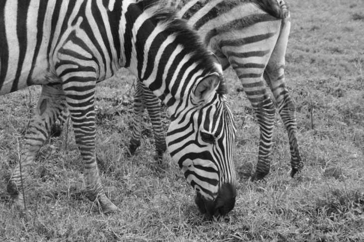 CAMPING AFRYCA KENIA UGANDA TANZANIA +opcja GORYLE KLUBOWICZE zniżka 5 % (od ceny w złotówkach). Wyprawa jest autorskim programem Oli Bednarskiej, przygotowanym dla BP Supertramp.