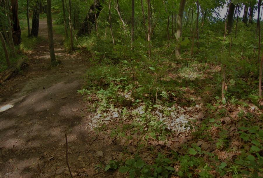 Wyniki Na badanym stanowisku stwierdziłem obecność 50 osobników gatunku Botrychium lunaria (L.) Sw.