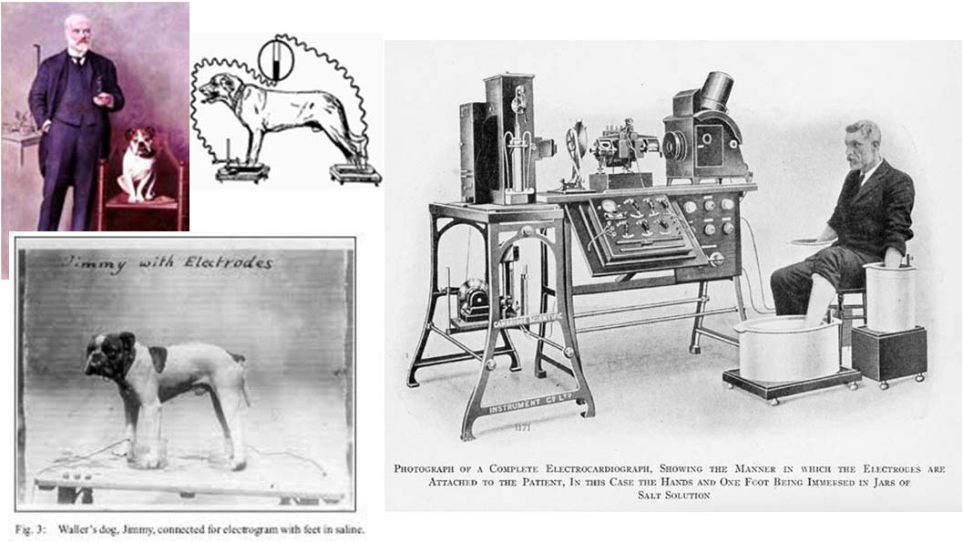 Historia Carlo Matteucci (1811-1868) włoski fizyk, neurofizjolog, pionier badań nad bioelektrycznością (doświadczenie: ułożenie nerwu motorycznego