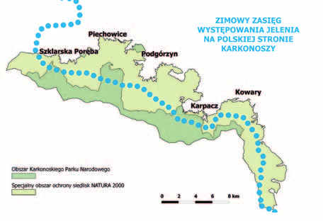 Zimą jelenie przebywają w niższych partiach gór, można wówczas zaobserwować nawet stare okazałe byki W górę i w dół Dla populacji jelenia zamieszkującej najwyższy masyw Sudetów, charakterystyczne