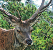 poroże i Wiek jelenia Starsze samce jelenia charakteryzują się dużym porożem nazywanym wieńcem.