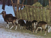 Paśnik miejsce dokarmiania zwierząt Dokarmianie Zima to trudny czas dla zwierząt, zwłaszcza w Karkonoszach gdzie duża pokrywa śniegu utrudnia lub nawet uniemożliwia dostanie się do pokarmu.