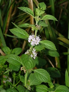 Mięta (Mentha L.) rodzaj rolin z rodziny jasnotowatych (Lamiaceae Lindl., wargowych), o silnym, charakterystycznym zapachu (nie zawsze "miętowym").