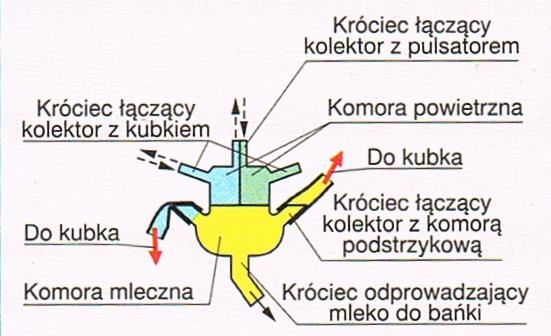 Są one wyposażone w dwa pulsatory wytwarzające różne podciśnienia - pierwszy 33 kpa ze stosunkiem taktów ssania do masażu 1:2, drugi 50 kpa ze stosunkiem taktów ssania do masażu 2:1.