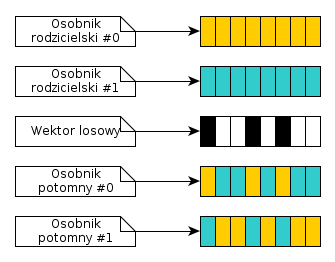 Krzyżowanie