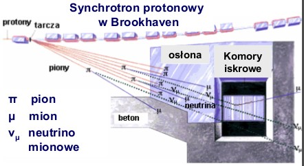 Odkrycie neutrin 1956 - eksperyment Reinesa-Cowana detekcja oddziaływań antyneutrin elektronowych z reaktora Savannah River w zbiorniku (H2O + CdCl2) otoczonym licznikami scyntylacyjnymi 1962