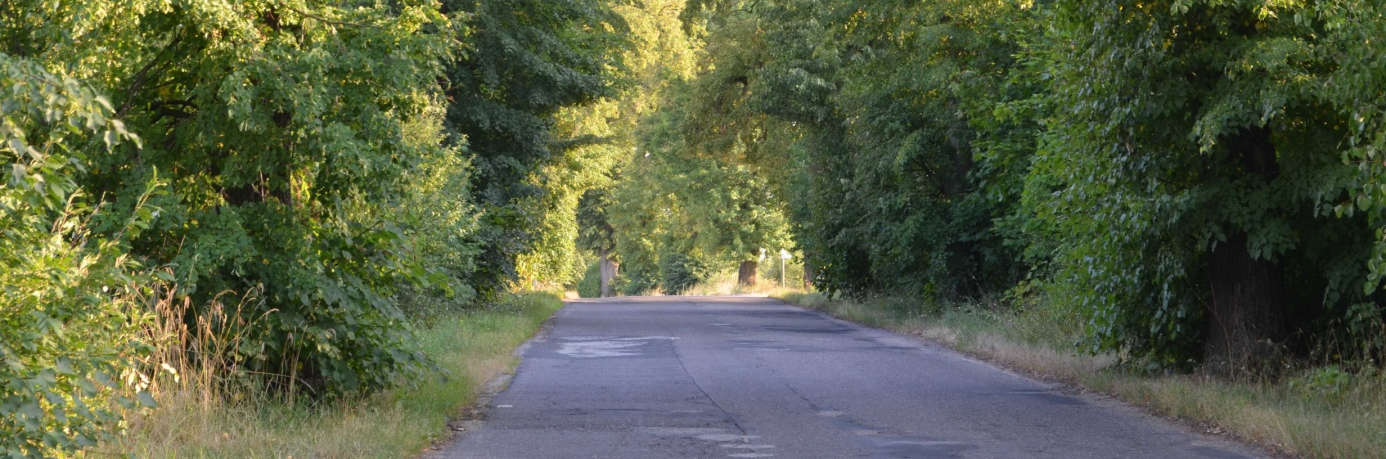 Inne zabiegi Usunięcie suszu gałęziowego. W odziomku kilku lip stwierdzono występowanie grzyba zgliszczaka pospolitego Kretzschmaria deusta.