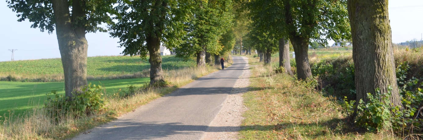 Droga nr 5/ 228031G Rakowiec (od DK) - Jaźwiska Małe Po wybudowaniu drogi krajowej nr 90, droga stała sie szlakiem o znaczeniu lokalnym. Fragmentami jedna z lepiej zachowanych alej w gminie.