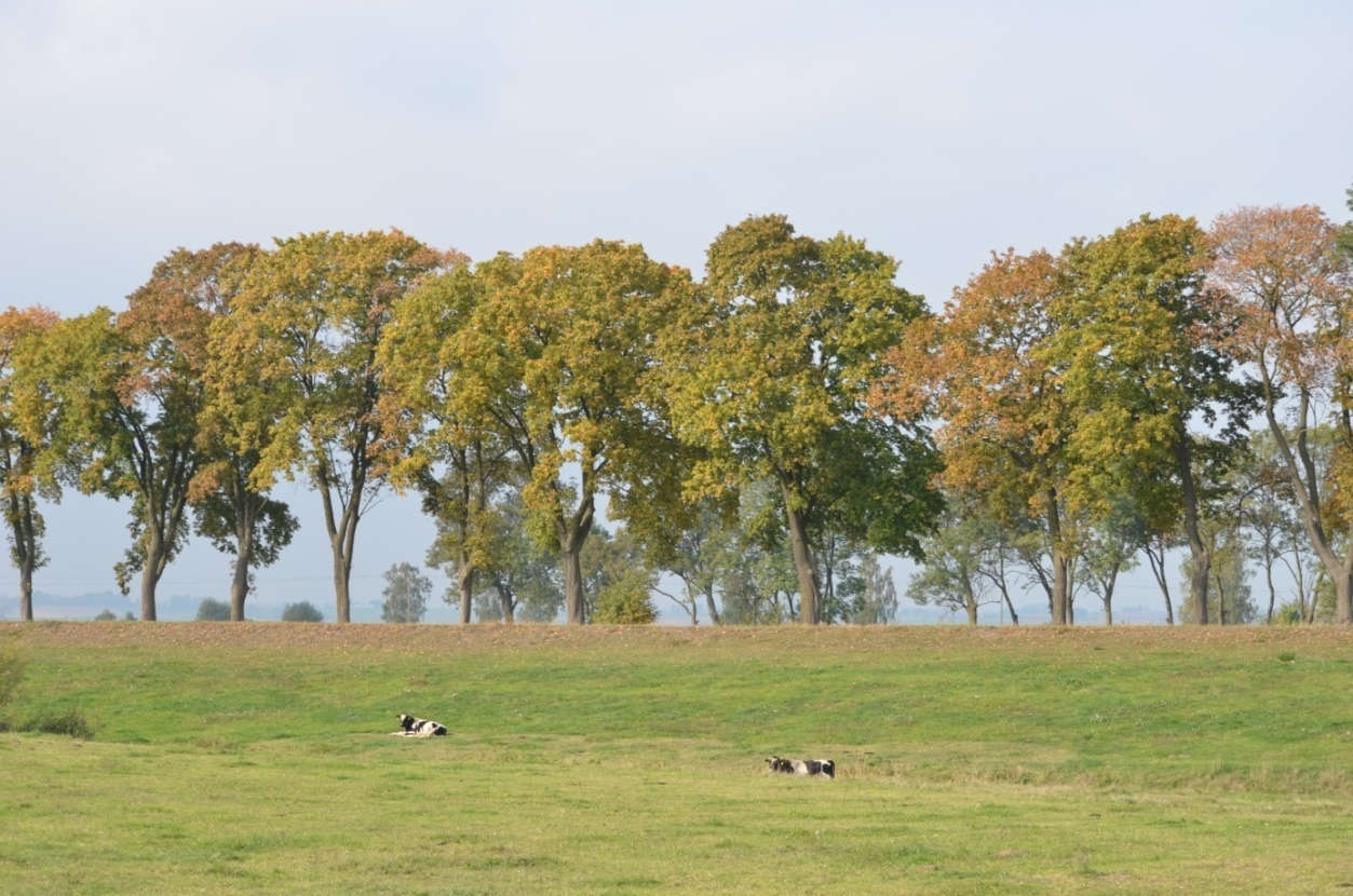 Szpaler zbudowany jest z klonów Dane ogólne Zarząd drogi Miasto i Gmina Gniew Nr GPS początek 53.910976, 18.851166 koniec 53.910194, 18.