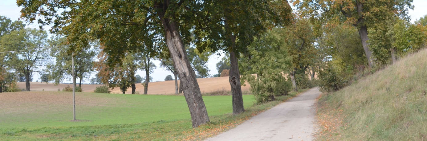 Zadrzewienie składa się zaledwie z 11 drzew. Dane ogólne Zarząd drogi Miasto i Gmina Gniew Nr GPS Początek 53.780757, 18.