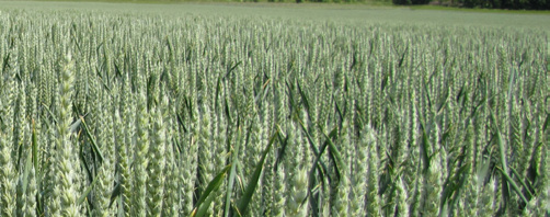 Nawożenie Dostosowanie wielkości dawki azotu oraz terminu jego zastosowania do konkretnych warunków siedliskowo-agrotechnicznych może przynieść znaczny wzrost plonu ziarna pszenicy.