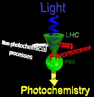 Fluorescencja chlorofilu