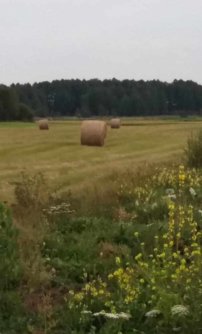 roku wynosi 1295 szt. W rzeczywistości spadek ten może być jeszcze wyższy z uwagi na utrzymujący się kryzys w produkcji mleka po zniesieniu kwot mlecznych w Unii Europejskiej.