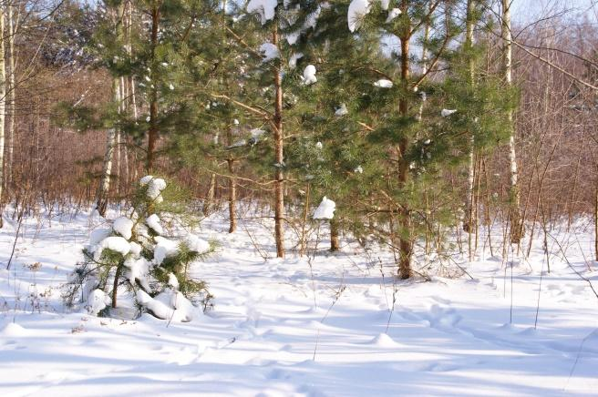 Fot.nr 7. Drzewo ścięte przez bobry, dolina Pisi Fot.nr 8. Las prywatny, Zosin Lasy zajmują w gminie zaledwie 4,9% powierzchni ( dane GUS, 2014) i jest to znacznie mniej niż średnia woj.