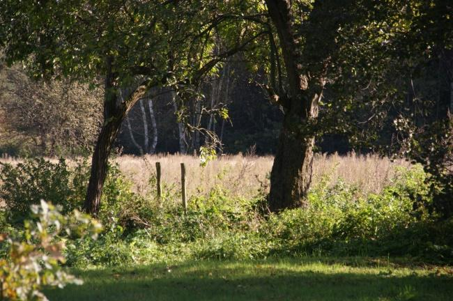 Fot. nr. 10 i nr 11 Obszary leśne na terenie gminy Sochaczew Fauna występująca na terenie gminy to gatunki pospolite na całym obszarze Niżu Polskiego.
