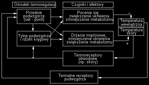 Temperatura jest stabilizowana dzięki pracy przedniego podwzgórza, gdzie zakodowana jest specyficzna jej wartość (set point).