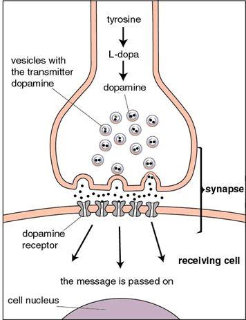 dopamina W oun wiele układów dopaminergicznych hamowanie wydzielania PRL, układ