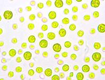 Chlorella Spirulina AFA Nowy aktywny związek pochodzenia morskiego Algi spożywcze: Chlorella, AFA, Spirulina AFA (Aphanizomenon flos-aquae) i Spirulina są cyjanobakteriami (sinicami) i w związku z