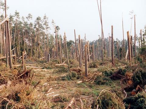 Źródło: Murawska