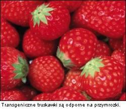 Transgeniczne rośliny bardziej
